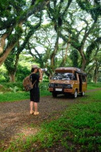 Beautiful green forest of Jawatan Benculuk with sunlight streaming through giant trees in Banyuwangi