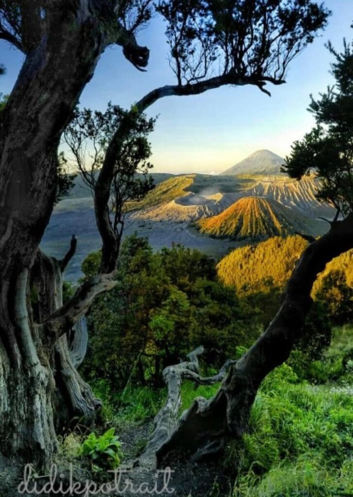 Bromo Sunrise view framed by ancient trees overlooking Mount Bromo, Mount Batok, and the Sea of Sand in East Java