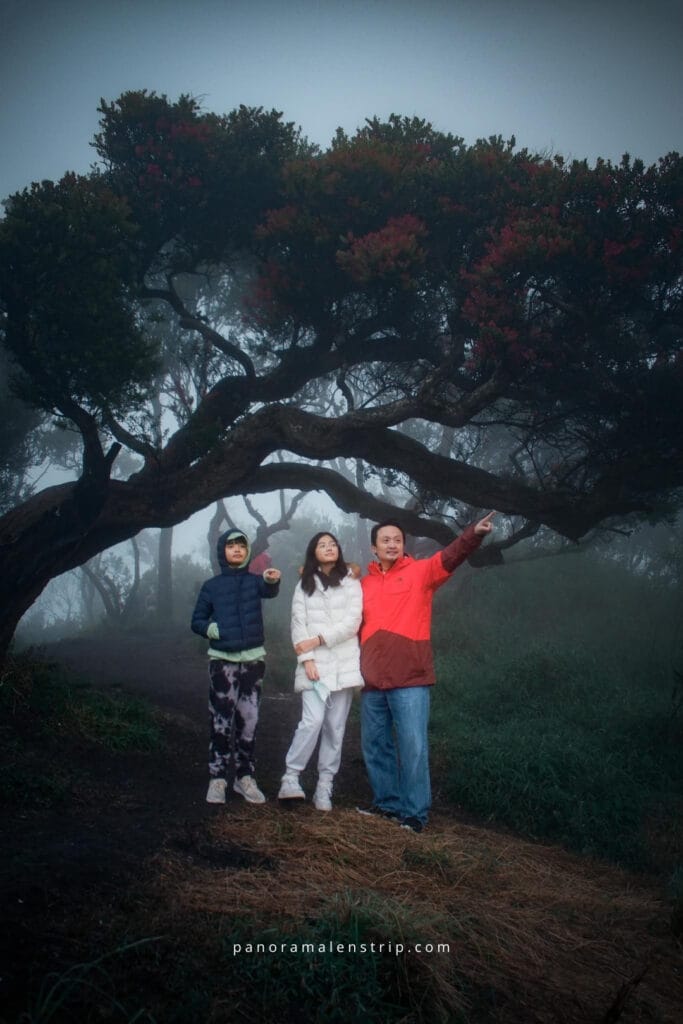 Bromo Sunrise picnic moment with travelers standing under ancient trees in misty mountain forest, East Java