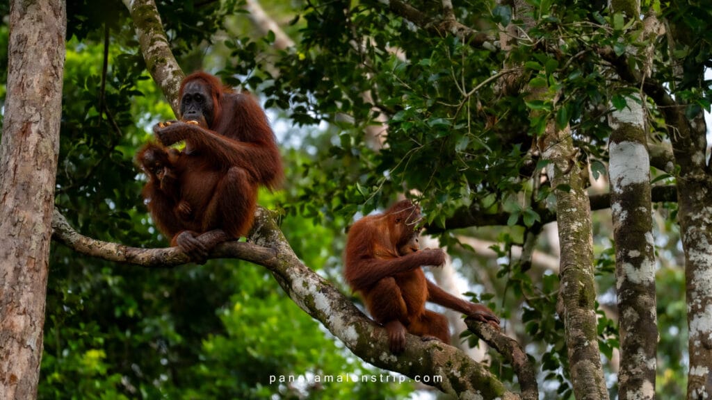 Camp Leakey feeding context showing a wild orangutan mother with her baby and a juvenile foraging naturally in the rainforest canopy of Tanjung Puting National Park, Borneo.
