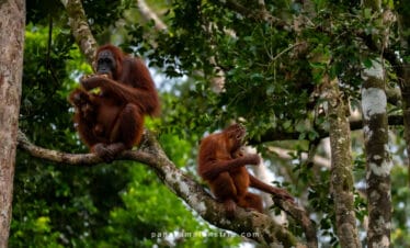 Camp Leakey feeding context showing a wild orangutan mother with her baby and a juvenile foraging naturally in the rainforest canopy of Tanjung Puting National Park, Borneo.