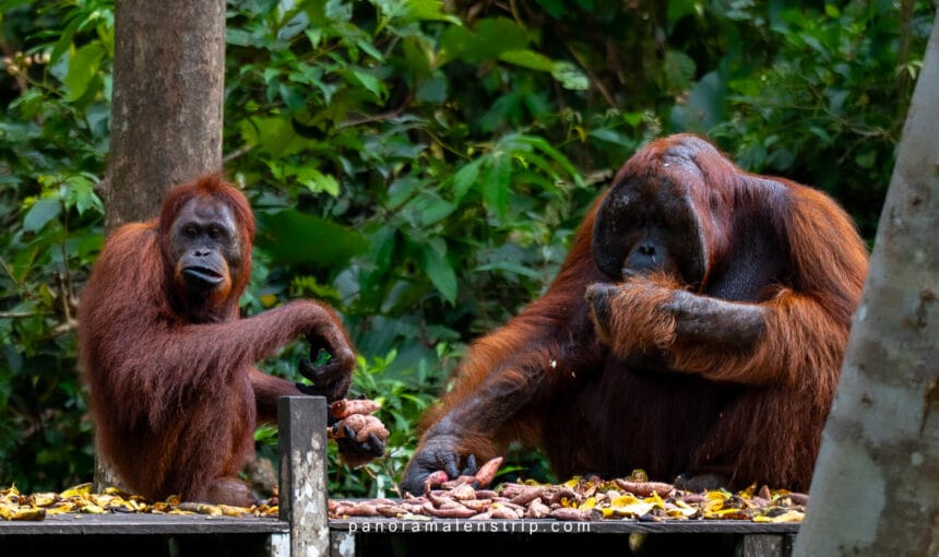 Borneo Orangutan Tour Cost (2026): Private vs. Group Tours