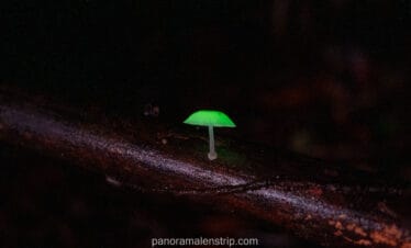 Night macro photo of a vivid green mushroom glowing against a dark forest floor—perfect for rainforest night tracking and wildlife tours.
