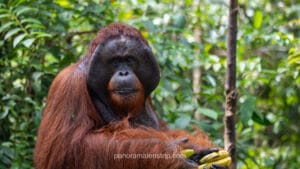 Close-up portrait of a male orangutan in Tanjung Puting, captured during the rainy season in January 2026.