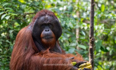 Close-up portrait of a male orangutan in Tanjung Puting, captured during the rainy season in January 2026.