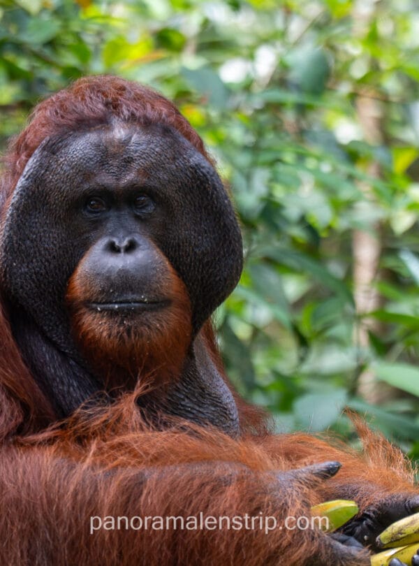 Close-up portrait of a male orangutan in Tanjung Puting, captured during the rainy season in January 2026.