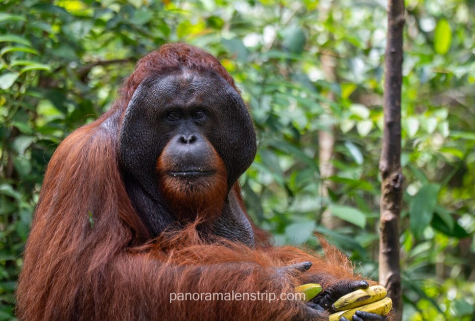 Close-up portrait of a male orangutan in Tanjung Puting, captured during the rainy season in January 2026.