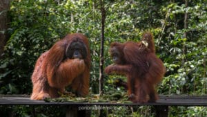 Orangutans eating supplemental bananas at Camp Leakey feeding station, January 2026.