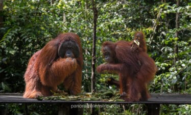 Orangutans eating supplemental bananas at Camp Leakey feeding station, January 2026.