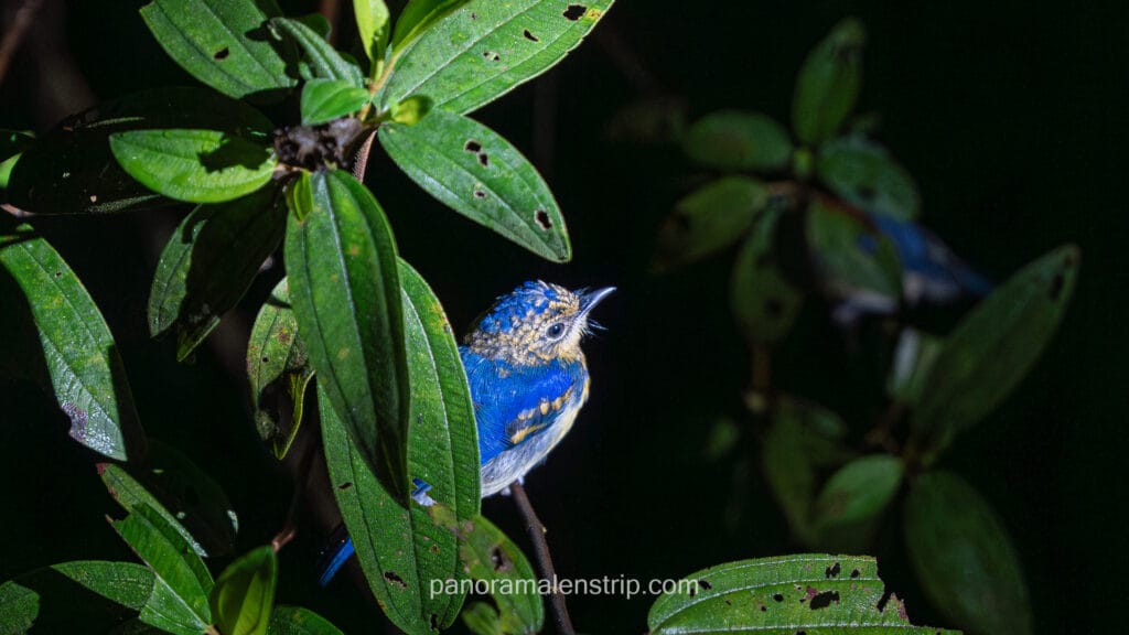 A sleeping Blue-eared Kingfisher perched on a leafy branch, illuminated by a flashlight during a night trekking tour in Tanjung Puting National Park.