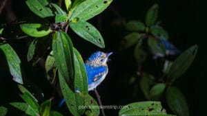 A sleeping Blue-eared Kingfisher perched on a leafy branch, illuminated by a flashlight during a night trekking tour in Tanjung Puting National Park.