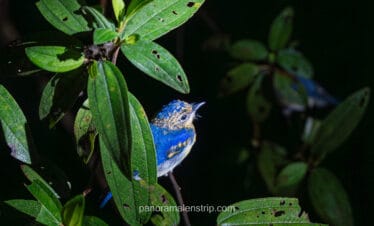 A sleeping Blue-eared Kingfisher perched on a leafy branch, illuminated by a flashlight during a night trekking tour in Tanjung Puting National Park.