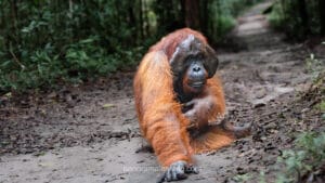 Large adult male orangutan with prominent cheek pads sitting on a dirt path in the rainforest, looking towards the camera.