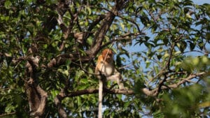 Young Proboscis monkey sitting high up in a tree branch against a clear blue sky.