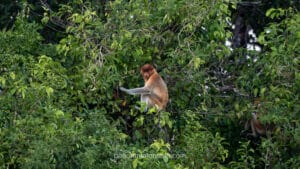 Profile view of a wild Proboscis monkey sitting on a branch, displaying its long tail and distinctive nose against green leaves.