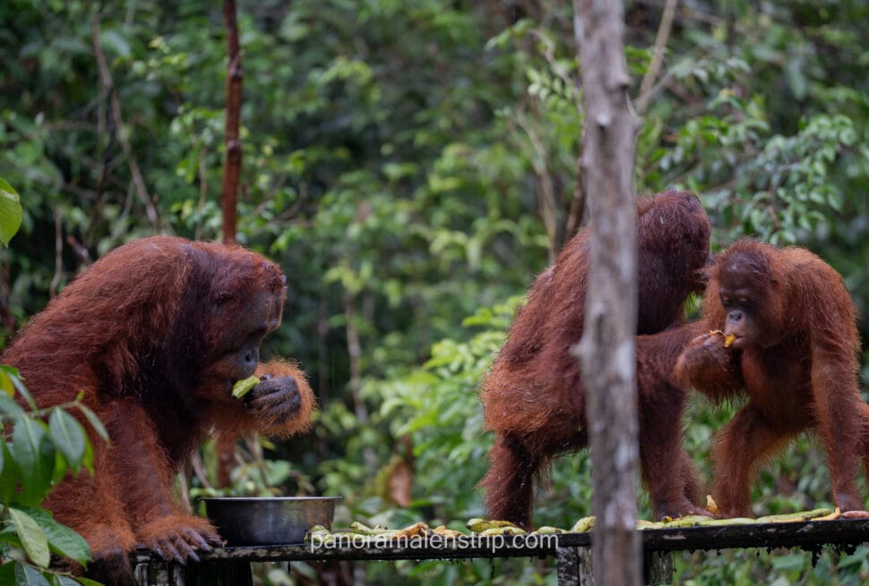Three orangutans, including a large adult and two smaller individuals, eating bananas and food from a metal bowl on a wet wooden platform in a lush green rainforest.