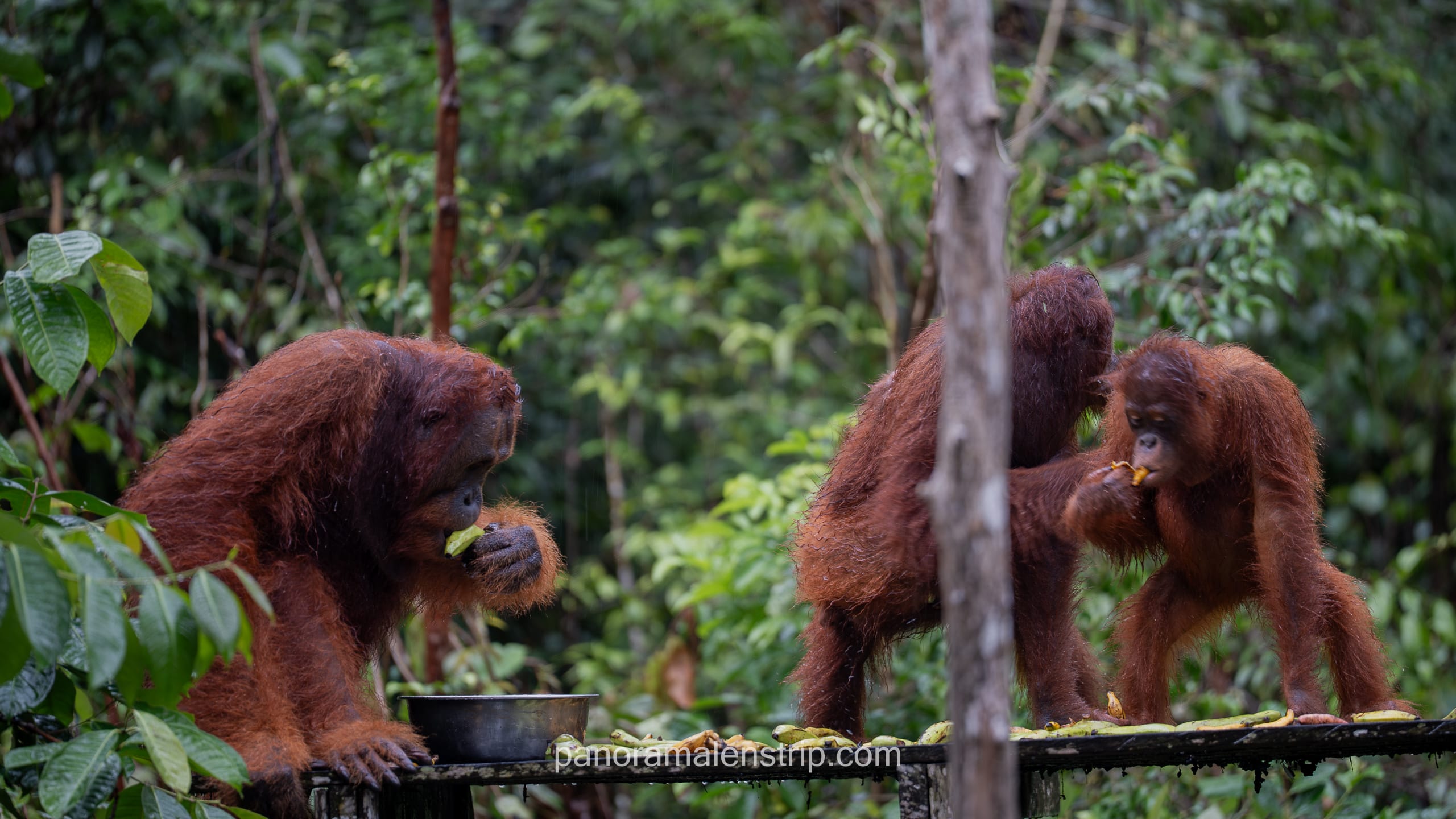 Three orangutans, including a large adult and two smaller individuals, eating bananas and food from a metal bowl on a wet wooden platform in a lush green rainforest.
