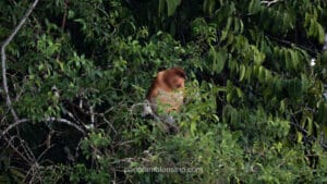 Proboscis monkey with reddish-brown fur sitting amidst dense green leaves in a tree in the Borneo jungle.