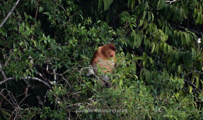 Best Time to Visit Tanjung Puting for Wildlife (2026 Guide)