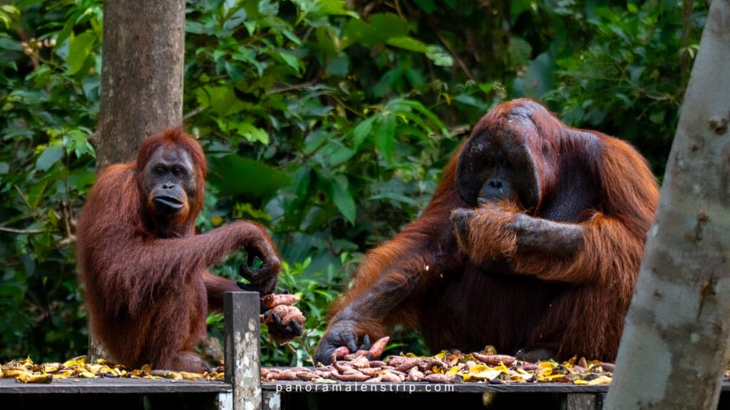Camp Leakey feeding session showing adult and juvenile orangutans eating supplemental food on a wooden platform in Tanjung Puting National Park, Borneo.