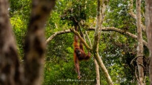Orangutan swinging from tree during Camp Leakey feeding time in Tanjung Puting National Park, Borneo Indonesia wildlife photography tour, low crowds Pondok Tanggui comparison