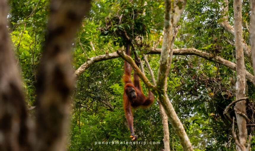Camp Leakey Feeding Times: Schedule & Crowds