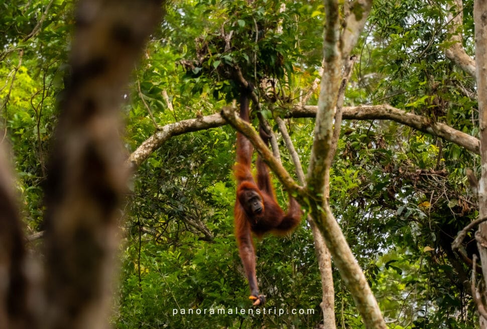 Orangutan swinging from tree during Camp Leakey feeding time in Tanjung Puting National Park, Borneo Indonesia wildlife photography tour, low crowds Pondok Tanggui comparison