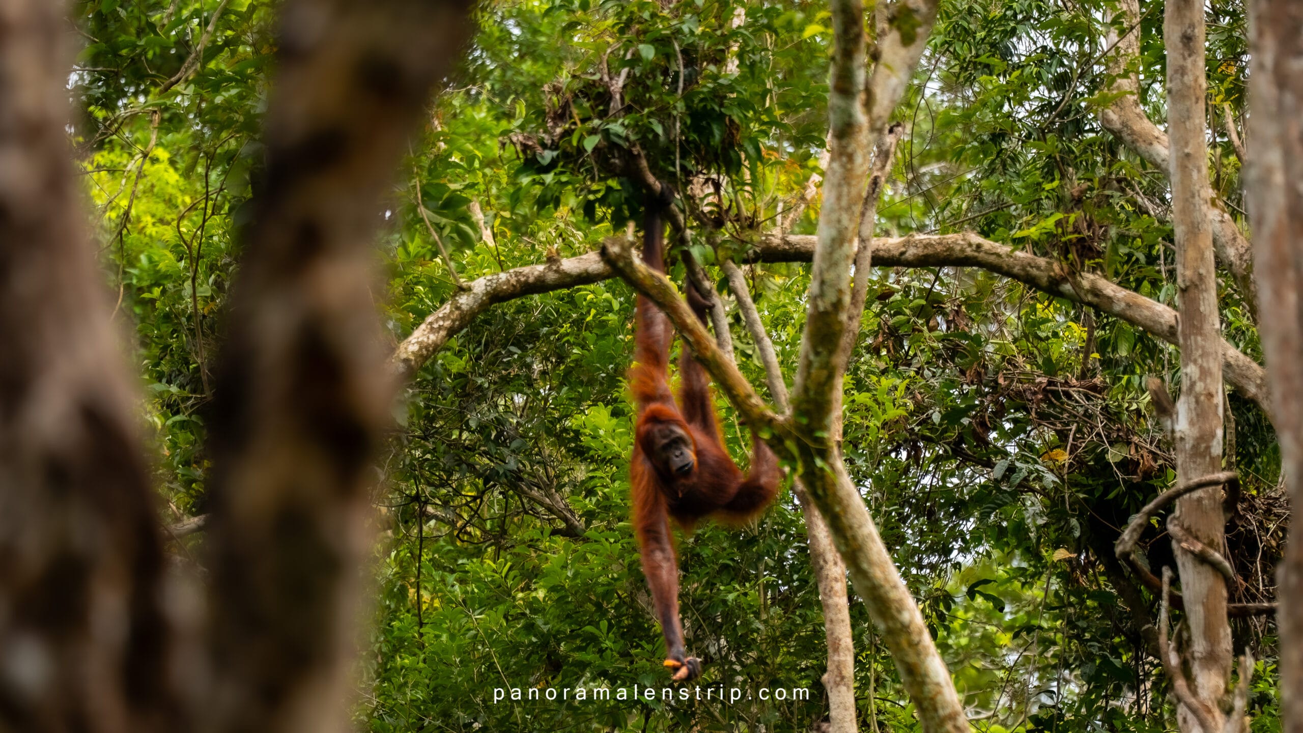 Orangutan swinging from tree during Camp Leakey feeding time in Tanjung Puting National Park, Borneo Indonesia wildlife photography tour, low crowds Pondok Tanggui comparison