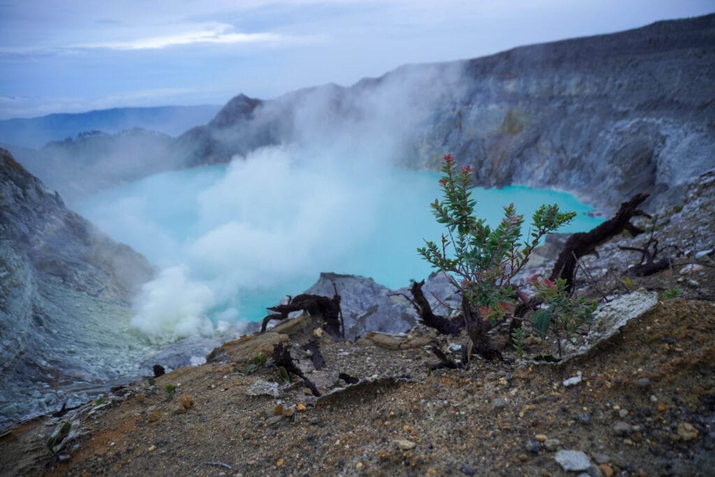 Close-up of green volcanic shrubs overlooking the turquoise sulfuric acid lake of Ijen Crater, East Java.