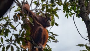 Wild Borneo orangutan with reddish-brown fur hanging from tree branches in tropical rainforest canopy