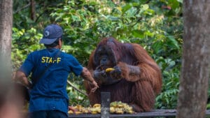 Conservation staff member in blue uniform hand-feeding banana to large male Borneo orangutan at sanctuary feeding station