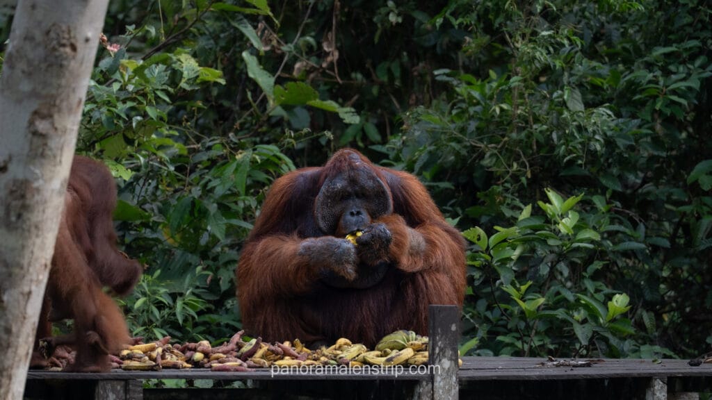 Large male Borneo orangutan with prominent cheek pads eating banana at wooden feeding platform in conservation center