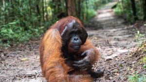 Large male Borneo orangutan with prominent cheek flanges sitting on forest path in tropical rainforest sanctuary