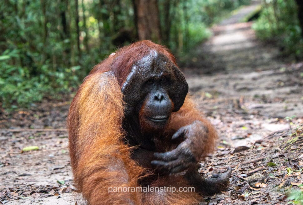 Large male Borneo orangutan with prominent cheek flanges sitting on forest path in tropical rainforest sanctuary