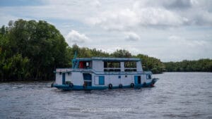 A traditional Indonesian klotok houseboat cruising down a tropical river during a wildlife tour.