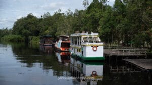 Several colorful wooden klotok houseboats docked at a wooden jetty along the riverbank in Borneo.