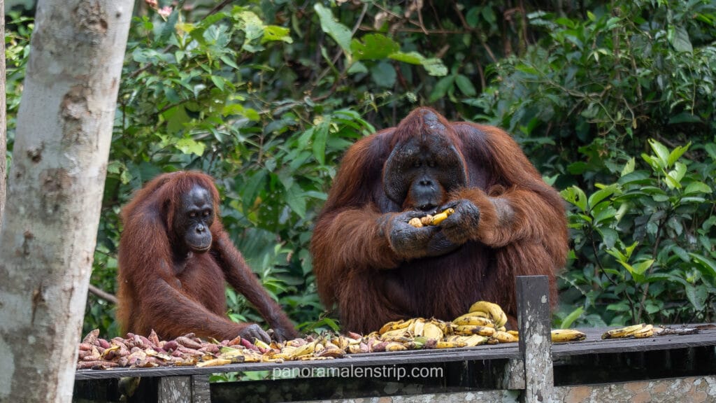 A large male orangutan and a juvenile eating bananas and sweet potatoes on a wooden platform in the jungle.