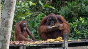 A large male orangutan and a juvenile eating bananas and sweet potatoes on a wooden platform in the jungle.