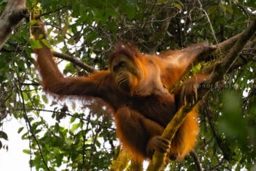 A wild Bornean orangutan with reddish-orange hair swinging through the high tree canopy, illuminated by natural sunlight in Tanjung Puting National Park.