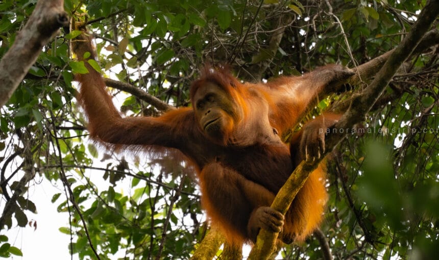 Tanjung Puting Photography Spots: River Bends & Stations