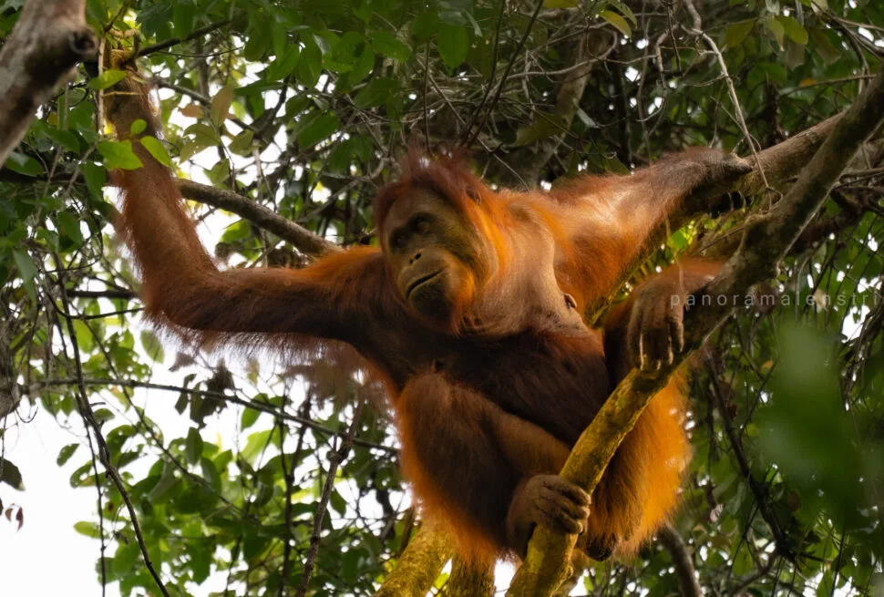A wild Bornean orangutan with reddish-orange hair swinging through the high tree canopy, illuminated by natural sunlight in Tanjung Puting National Park.