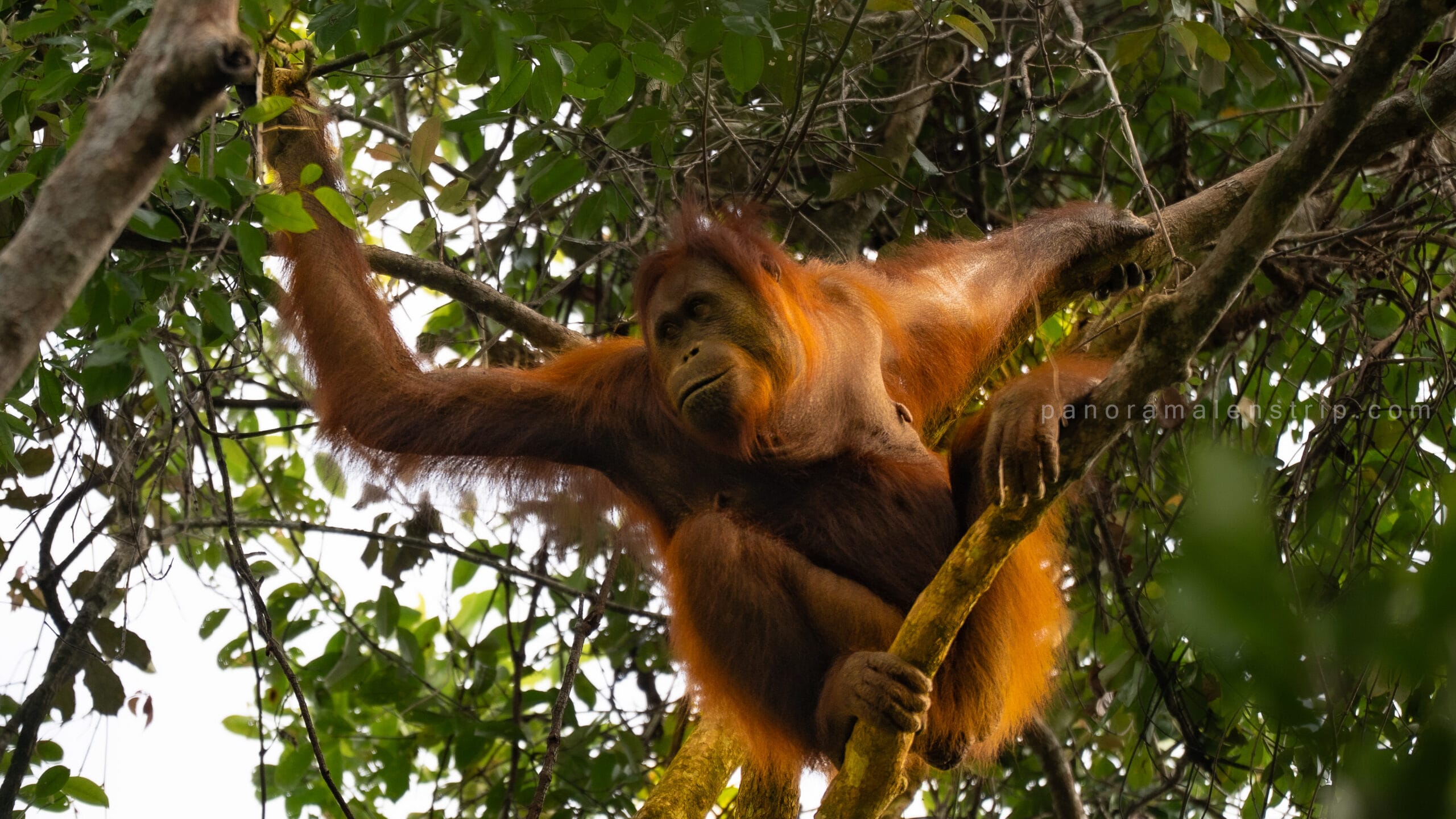 A wild Bornean orangutan with reddish-orange hair swinging through the high tree canopy, illuminated by natural sunlight in Tanjung Puting National Park.