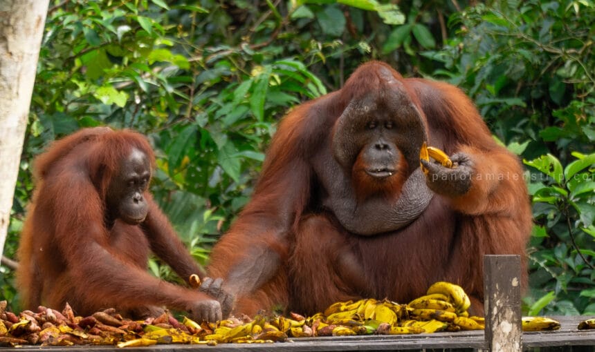 Borneo Orangutan Tours 2026: The Complete Guide