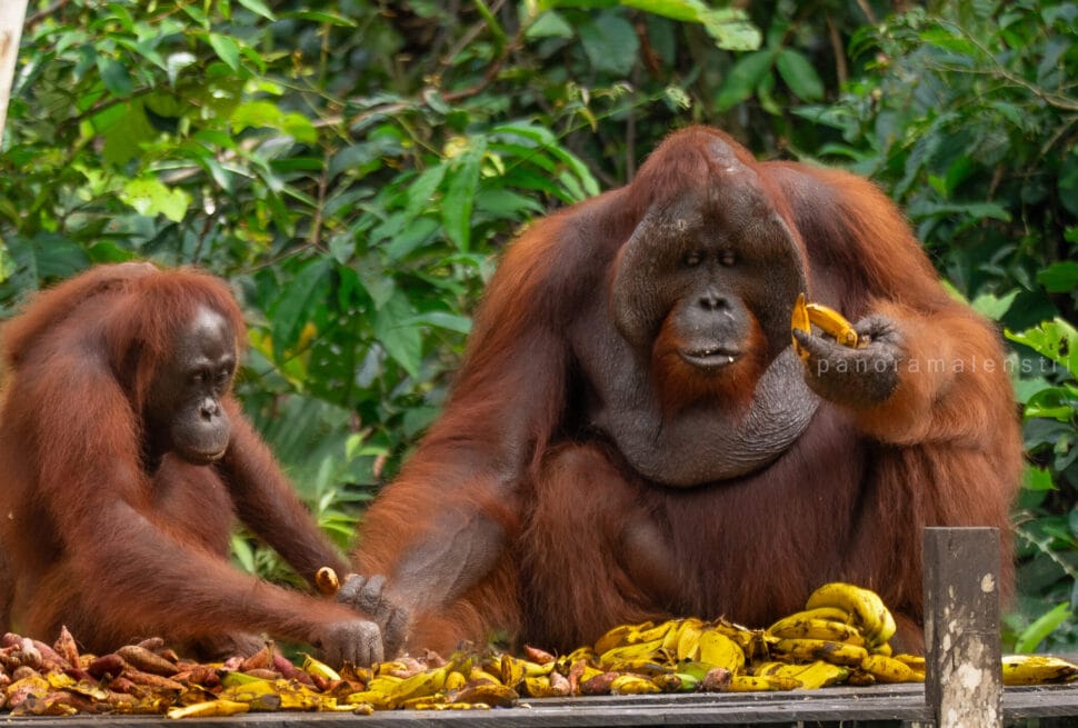 A detailed photograph of a large, flanged male orangutan with cheek pads and a smaller juvenile orangutan, both sitting on a wooden platform and eating from a substantial pile of ripe yellow bananas and small purple sweet potatoes. They are surrounded by a lush green rainforest canopy. A small watermark is visible.