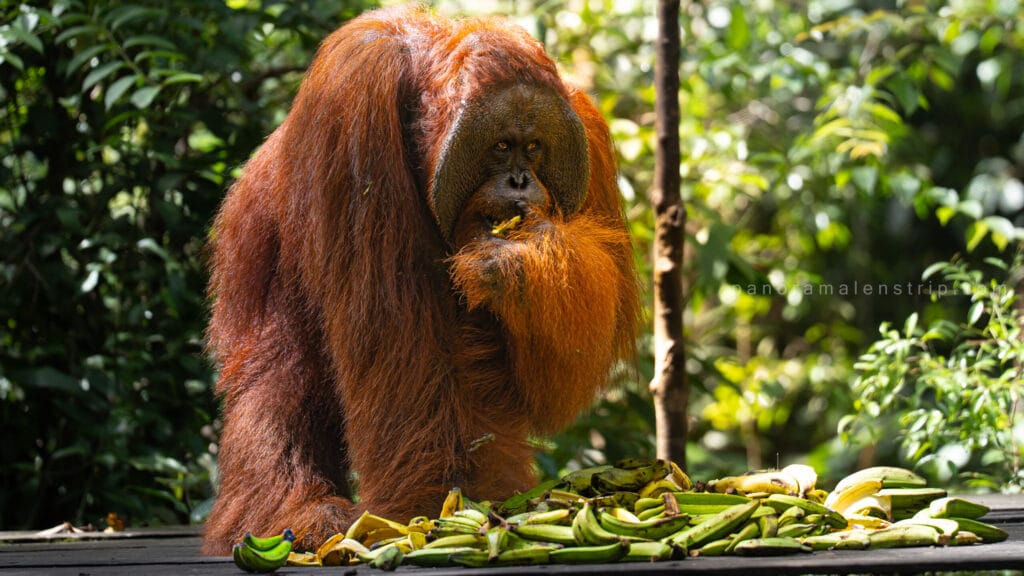 Adult Bornean orangutan eating bananas at a feeding platform in Tanjung Puting National Park rainforest, photographed during a wildlife photography tour in Indonesian Borneo.