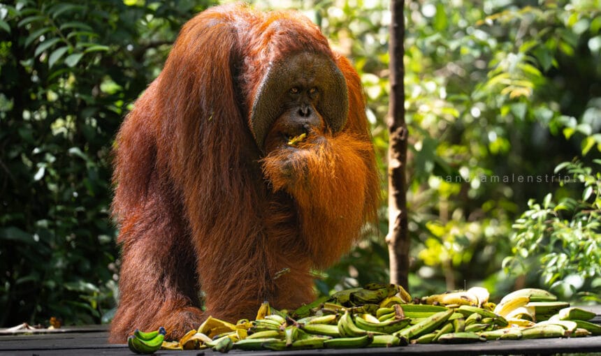 Borneo Orangutan Photography: Settings for Low-Light Shooting