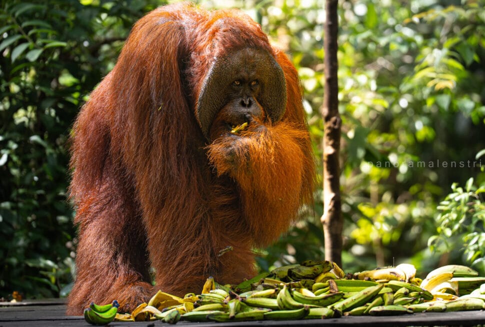 Adult Bornean orangutan eating bananas at a feeding platform in Tanjung Puting National Park rainforest, photographed during a wildlife photography tour in Indonesian Borneo.