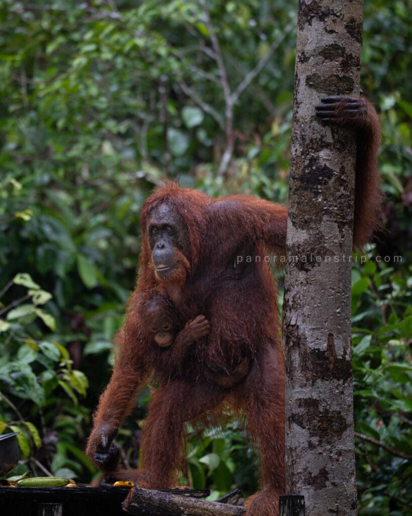 A wet mother orangutan carrying her baby on her side, holding onto a tall tree trunk next to a wooden feeding platform scattered with bananas in a dense green rainforest.