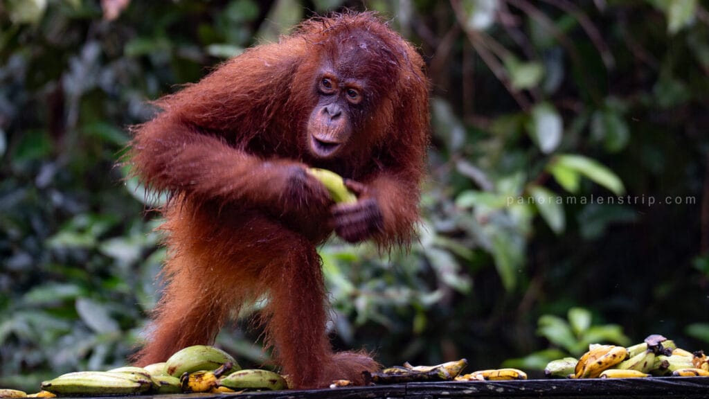 Young Bornean orangutan holding a banana at a feeding station in Tanjung Puting National Park during a wildlife photography expedition in Indonesian Borneo.