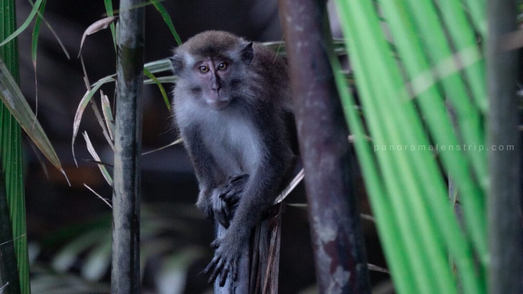 A wild long-tailed macaque monkey peering through the lush green foliage while resting on a vertical branch in the Tanjung Puting National Park rainforest.